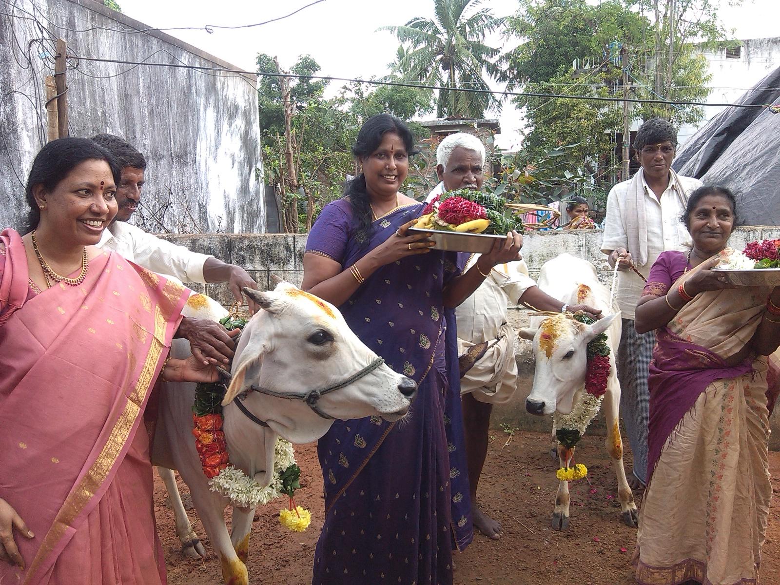 Godhanam cow donation